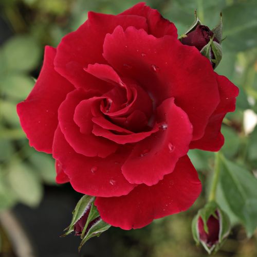Rosa Bánát - rojo - Árbol de Rosas Floribunda - rosal de pie alto- froma de corona llorona